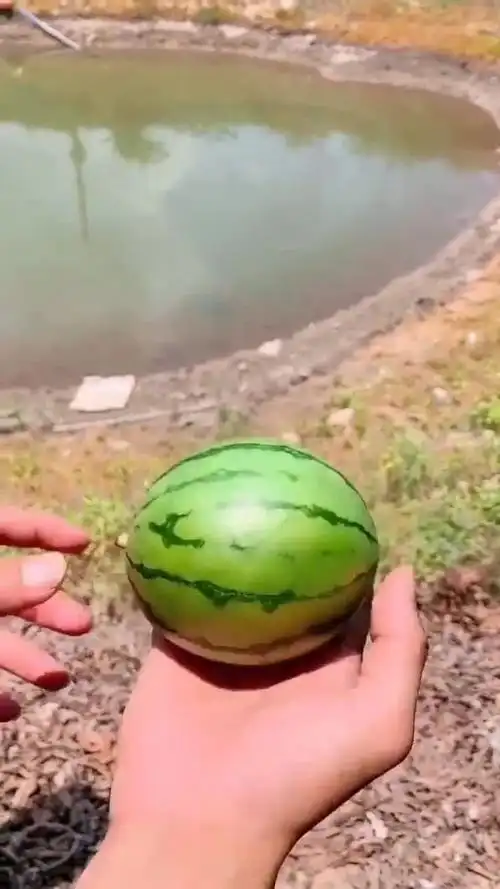 世界上最小的西瓜,虽然小,但是又甜又多汁