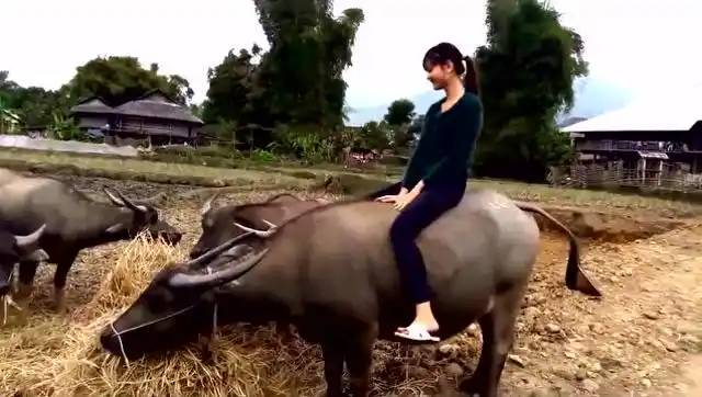 美女骑牛,笑得我假牙都掉出来了!
