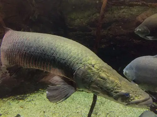 大阪自由行游记