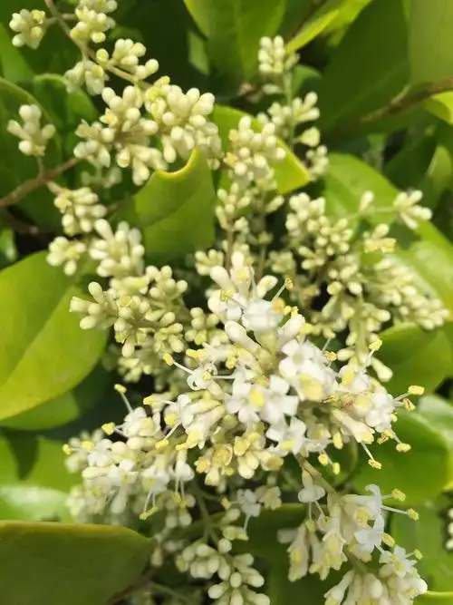 2018.04 木犀科女贞属·女贞