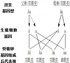 如图所示为人的单,双眼皮的遗传图解,请你据图分析回答下列问题