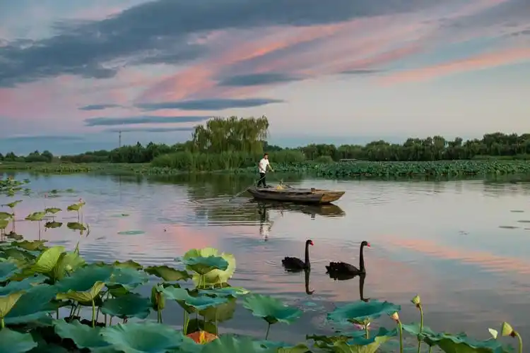 位置:河北省保定市安新县白洋淀景区简介白洋淀素有"华北明珠"之称