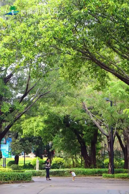 大乔木,高达15-25米,冠幅广展;老树常有锈褐色气根,树皮深灰色.