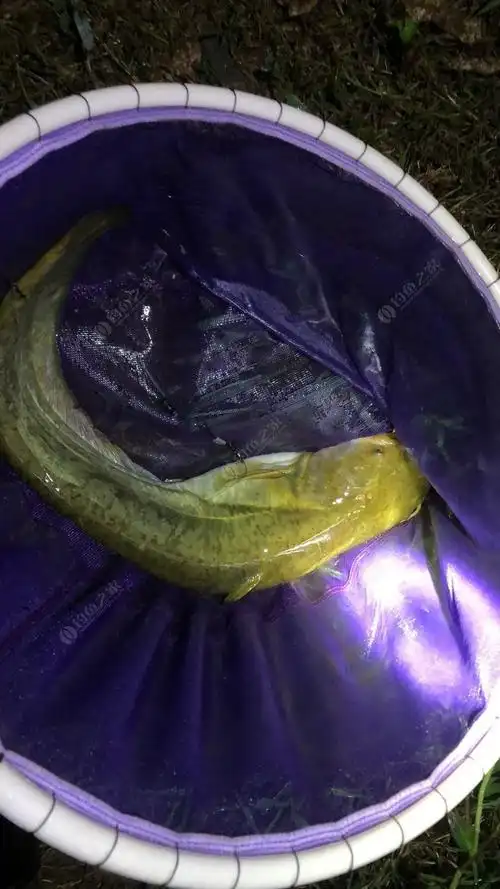 9.9夜钓被大雨困住,幸庆钓获大口鲶