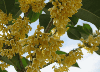 八月桂花香☆平水韵