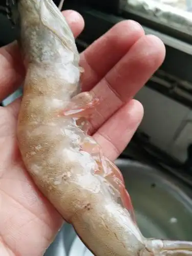 和虾白斑怎么区分?