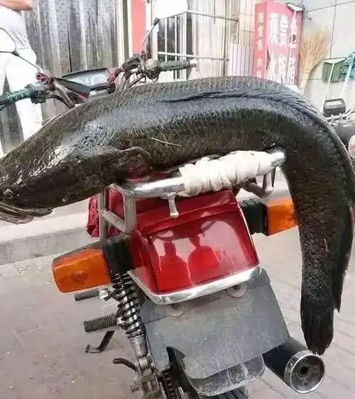 几米深的干燥地下挖出大黑鱼施工师傅太不容易放生了