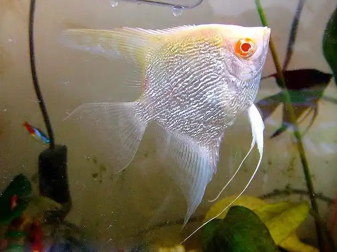 红眼钻石神仙鱼