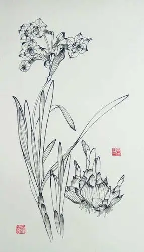 把钢笔白描进行到底——叶志军先生的钢笔白描水仙系列作品分享