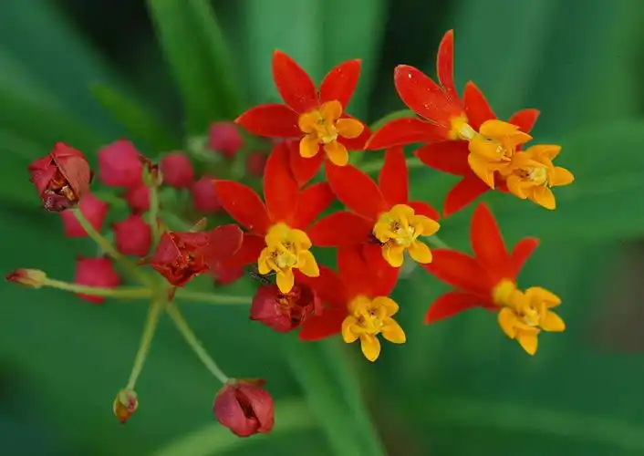 六十六种美艳大红花,祝福朋友们六六大顺,红红火火