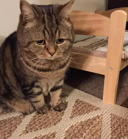 猫咪的感情也是很细腻的,如果你对它好,那么它能感受到,并且也会做出