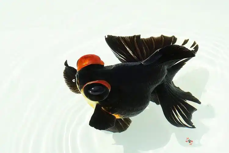 红眼墨龙睛 - 金鱼之家