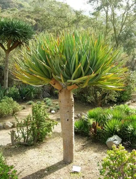 根据apg ii 分类法,将其并入假叶树科,也有单独列为一个龙血树科或