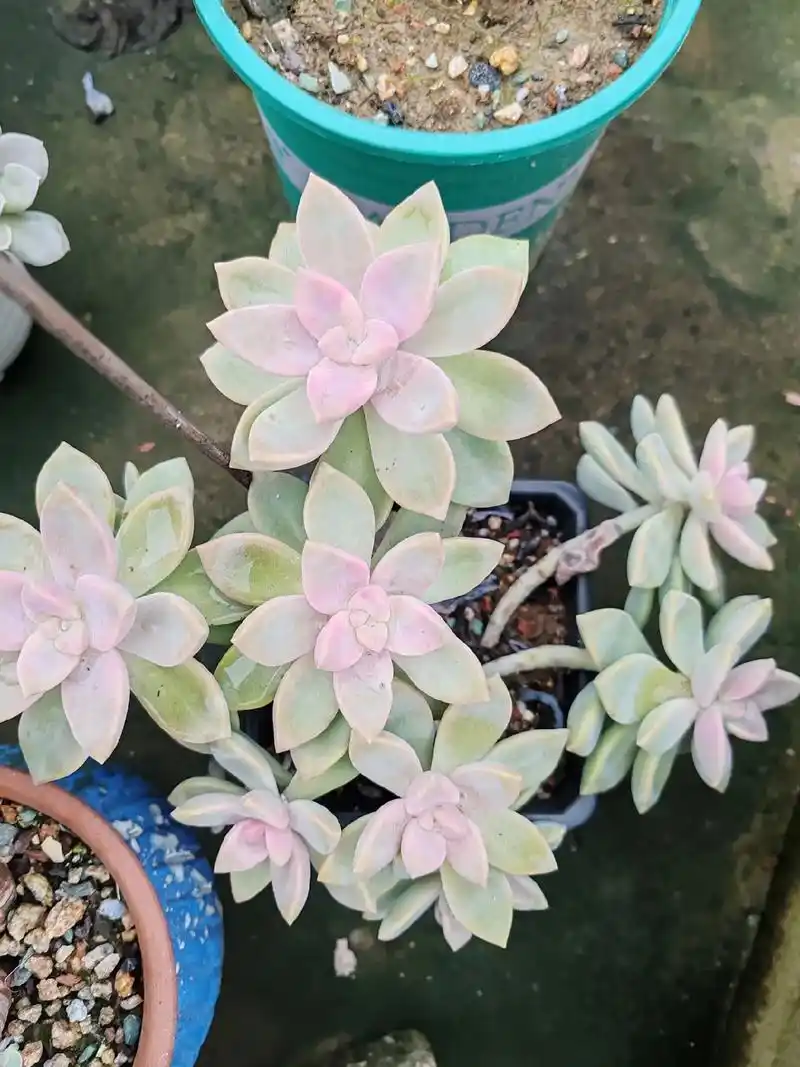 紫雾和淡雪#多肉 #花卉绿植 #养花人的乐趣 #露养 - 抖音