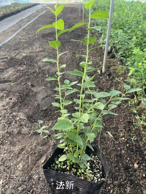 h5蓝莓苗江苏种植方法