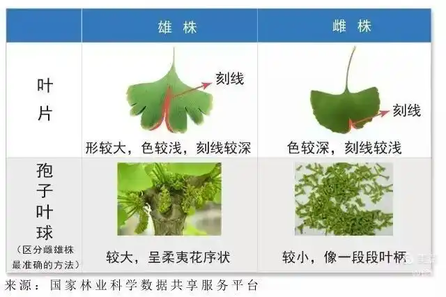 银杏在性成熟前是没法区分性别的,要想辨别雌雄得到成年以后.