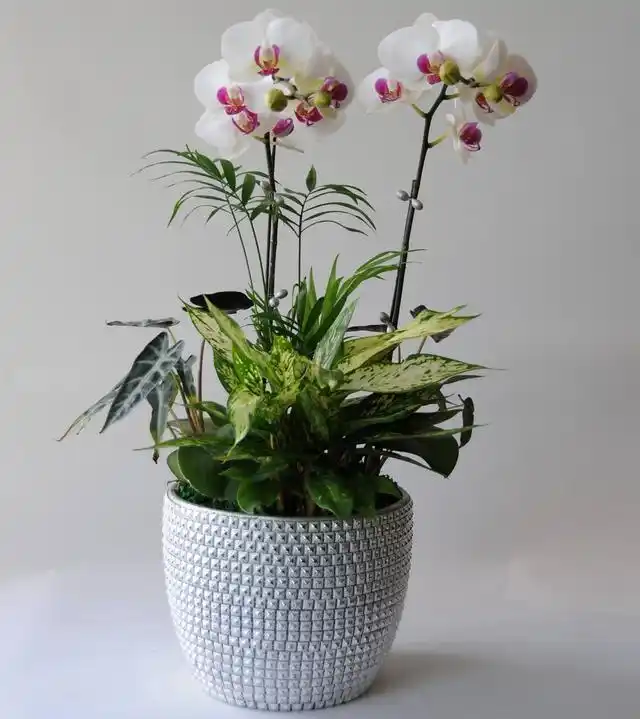 选好"品种",土壤"肥力"足,家养花卉1盆变多盆,家里摆不下