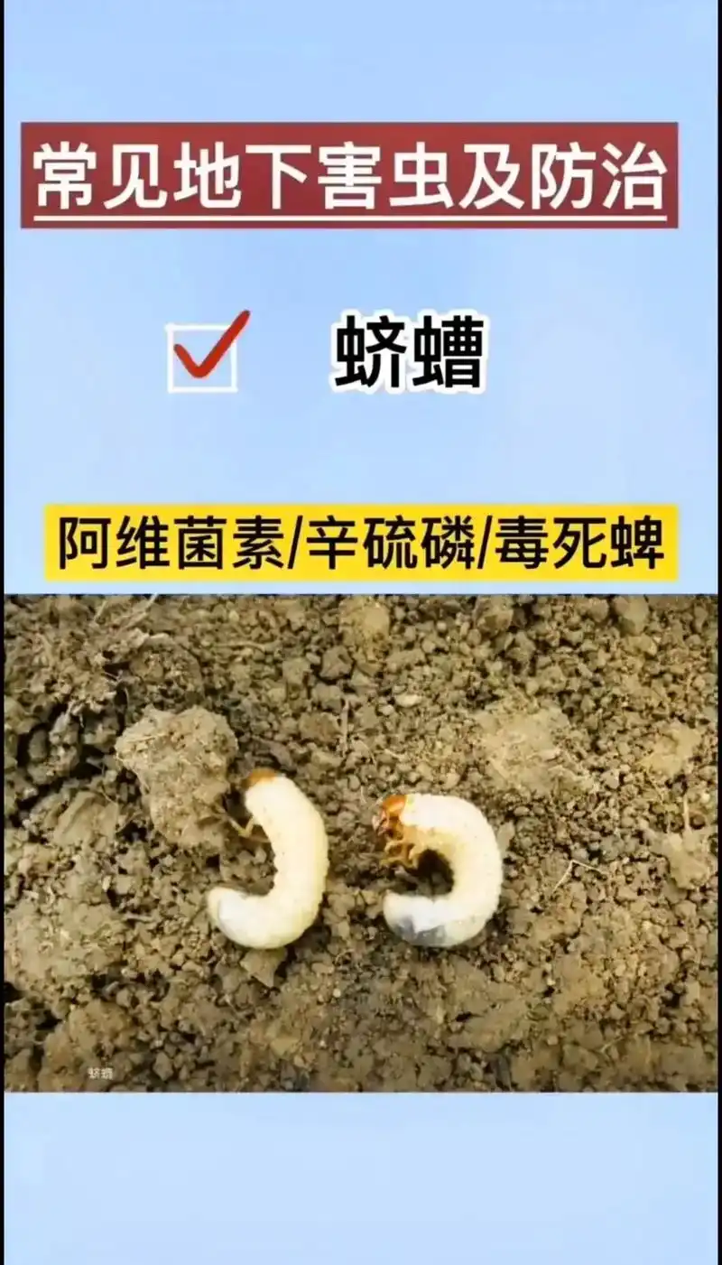 农业 #三农 #农业种植 #抖音助农 #关注三农 #农业知 - 抖音