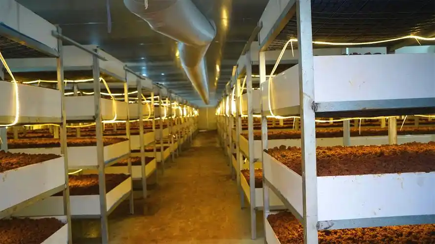 培植黑皮鸡枞菌的大棚温室