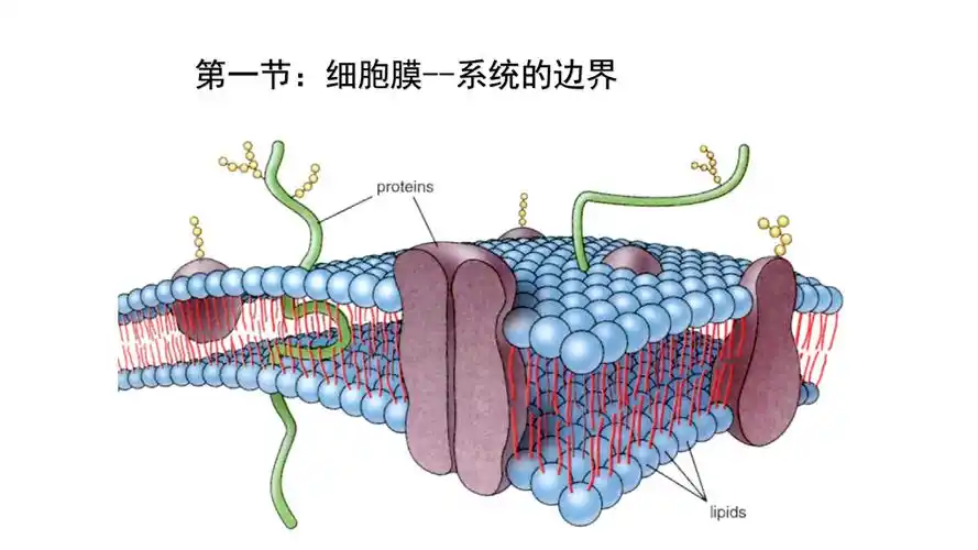 第三章第一节细胞膜系统边界.ppt