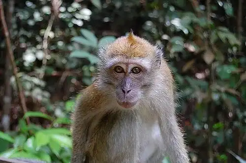 monkey – diet, habitat, species and size with pictures