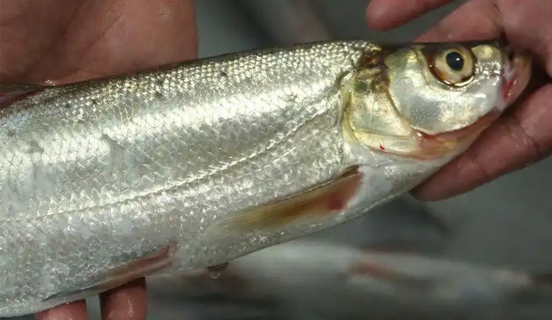 苏州三白特产白鱼活鱼现杀开背白丝鱼清蒸白鱼翘嘴大白刁350400克左右