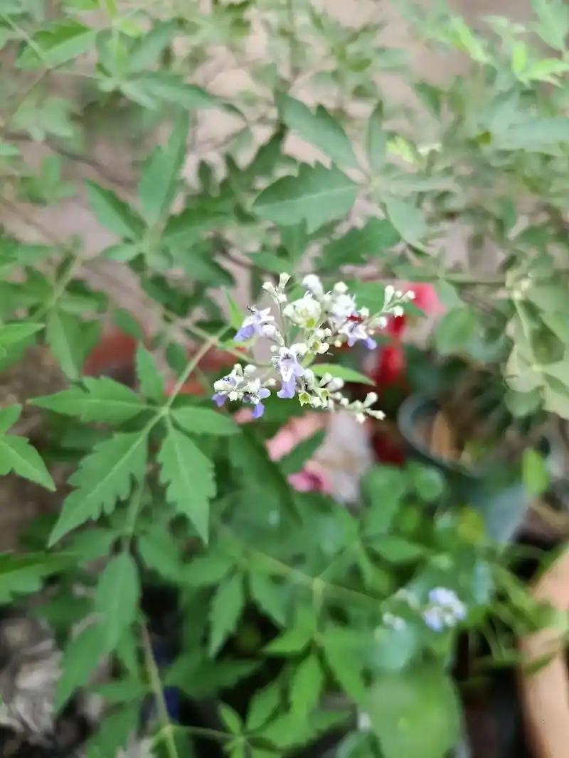 养了几年的黄荆居然开花了! - 抖音