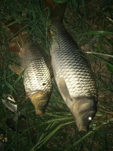 夜钓偶遇鲤妹子 老鬼饵料钓鲤鱼