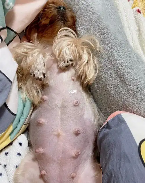 约克夏孕期50天