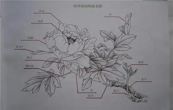 国画牡丹花的画法入门-露西学画画