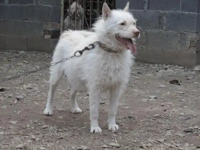 这土狗比大熊猫还珍稀,人称"白龙犬",力压德牧成世界第三猎犬!