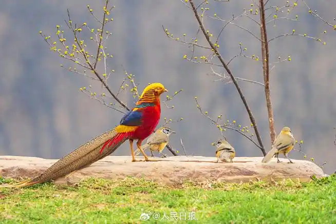 河南平顶山,鲁山县春暖花开,鸟中"凤凰"红腹锦鸡优雅觅食,构成一幅