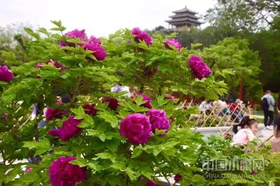 景山公园,牡丹花开动京城(组图)