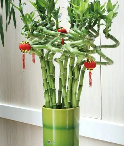 家中旺财4种植物,你了解多少?