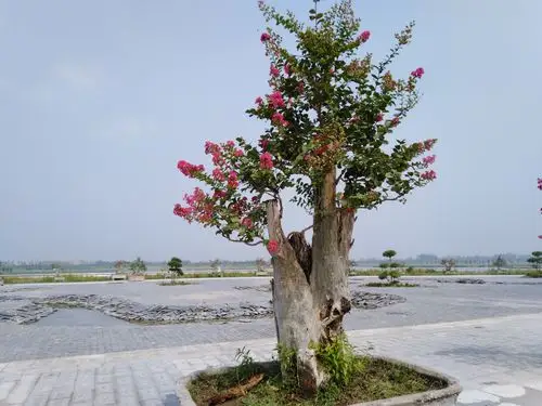 兰考金牛湖的百年紫薇盆景