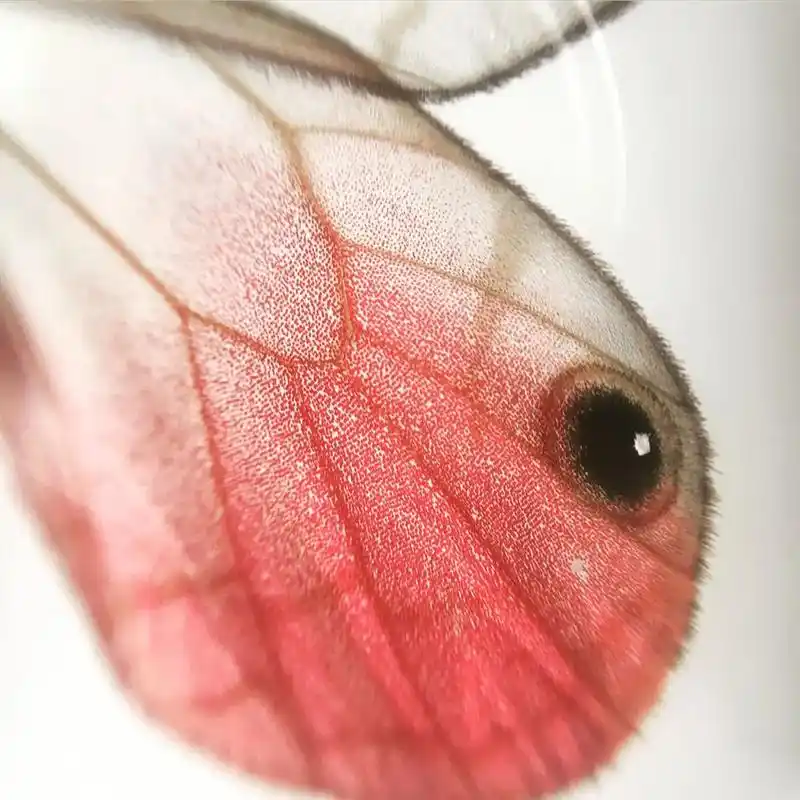 粉红泡泡 - 玫瑰水晶眼蝶.cithaerias piret - 抖音