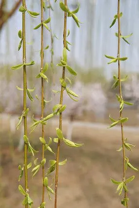 刚发芽的柳树条