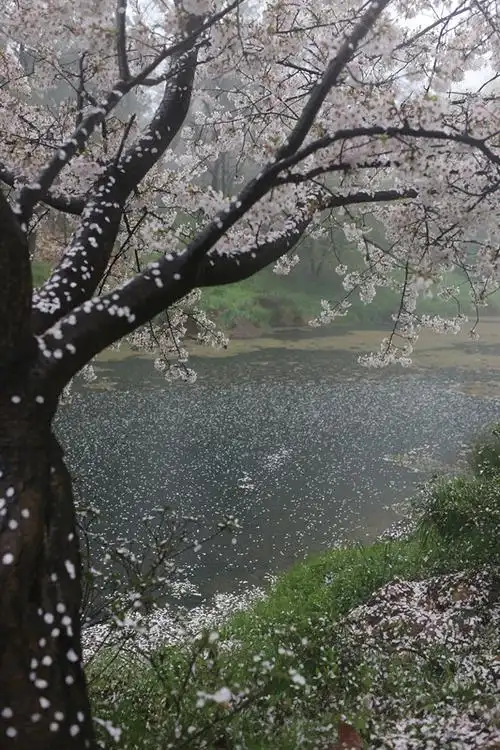 流水落花雨潺潺,宛若仙境烟雨中--鼋头渚游记--马蜂窝