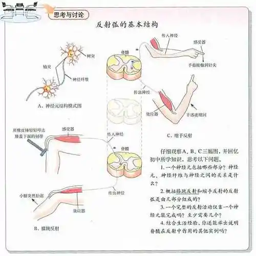 膝跳反射和缩手反射