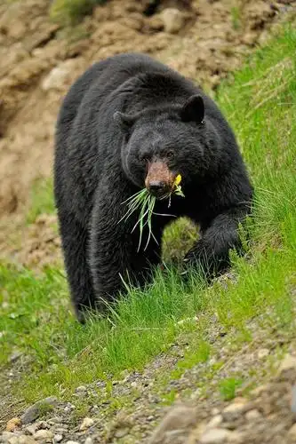 食肉目·熊科·熊属:美洲黑熊(侧)
