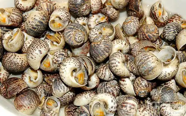 宁波劲酒健康美食评选盐水斑螺