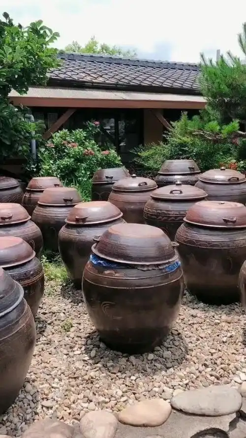 这些都是韩式大酱缸,里面放的都是腌制的榨菜!