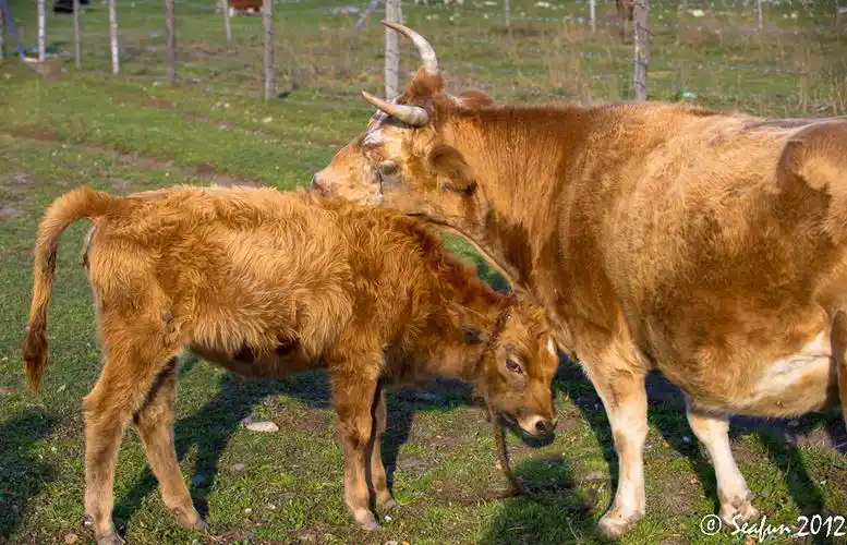 【转载】牛马 cow & horse 禾木 - 北疆摄影游 24 - shigao_ya的日志