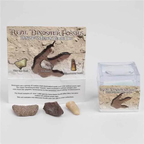 古生物原石天然恐龙牙齿化石动物骸骨头蛋壳化石沧龙牙标本盒考古