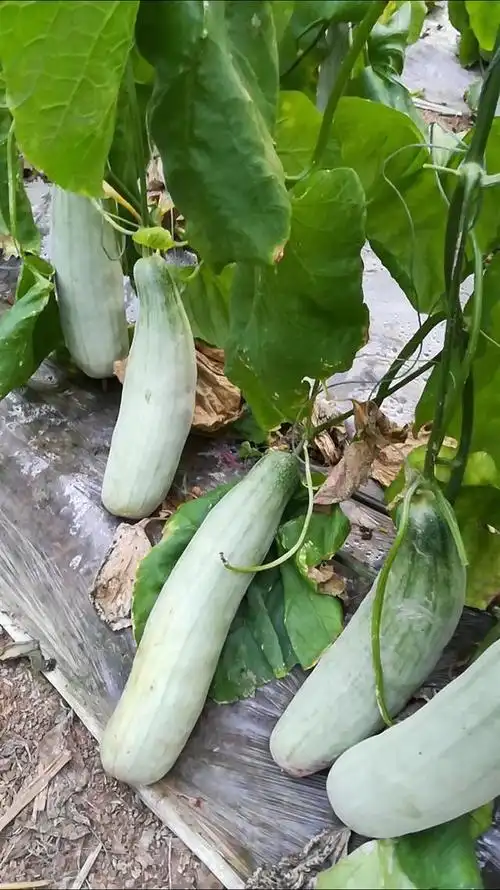 羊角瓜咋种(羊角瓜的种植技术)(6)