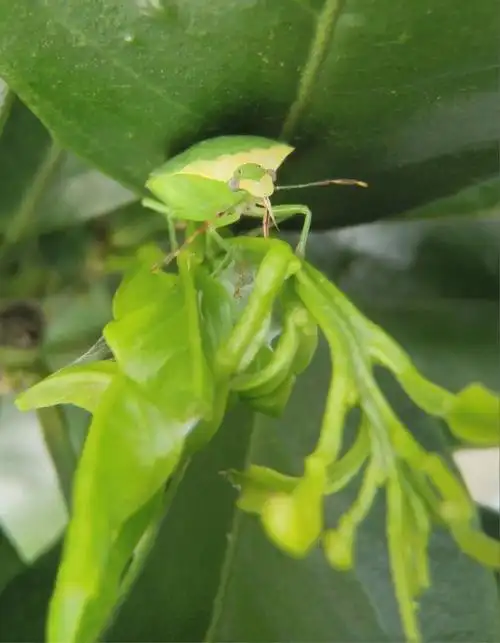 进入夏季高温期,早稻也开始进入采收期,提醒广大果农要开始注意蝽蟓