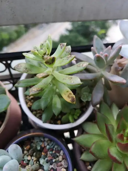 我的多肉怎么了(_)