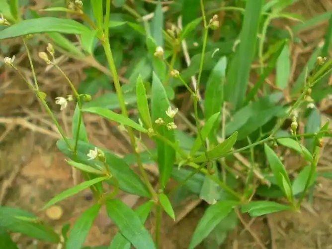 p>粟米草科(molluginaceae), a target="_blank" href="/item/双子叶