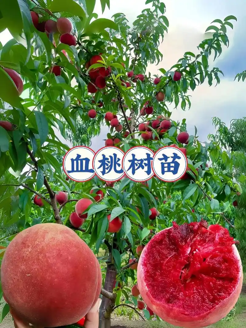 血桃树苗来啦!这是新出来的品种血桃果树苗~耐寒耐旱~ - 抖音