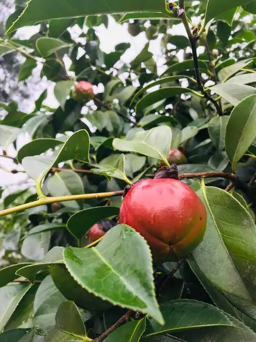 这是山茶果.山茶油,就是用这个果实压榨的.